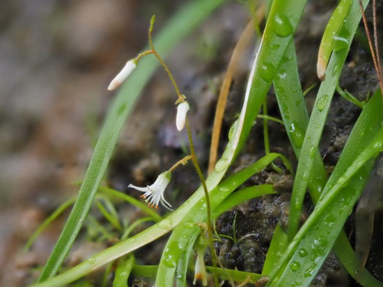 圖為廣西肺筋草。（廣西壯族自治區(qū)中醫(yī)藥研究院供圖）