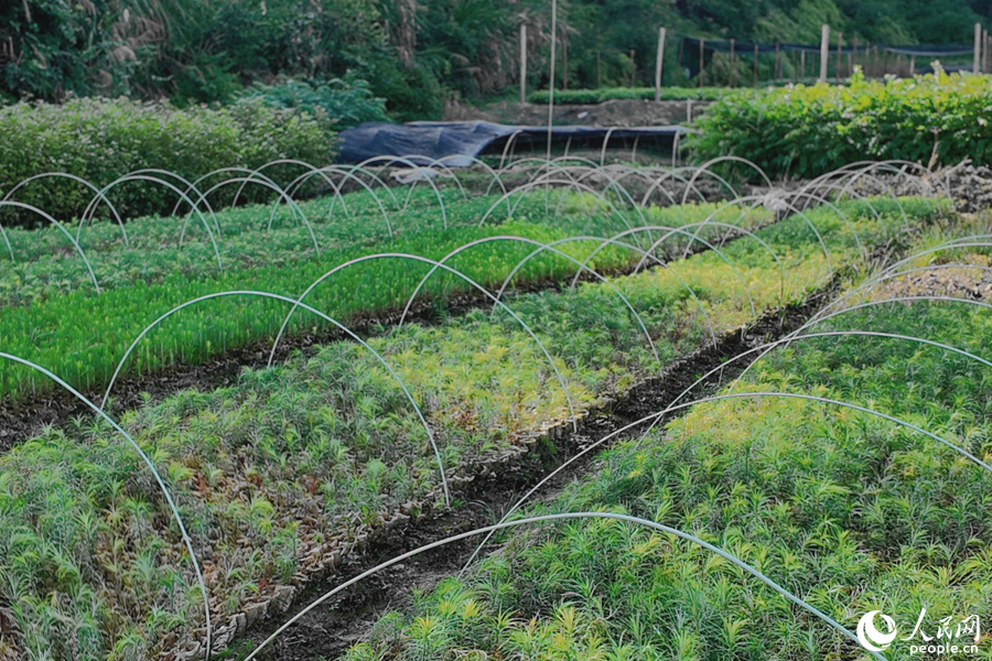 清流縣保障性苗圃的育苗區(qū)。人民網(wǎng) 楊灝昱攝