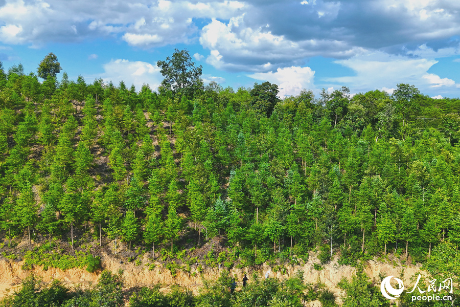 “一林三吃”的經(jīng)營(yíng)模式豐富了林下經(jīng)濟(jì)的多樣性。人民網(wǎng) 李昌乾攝