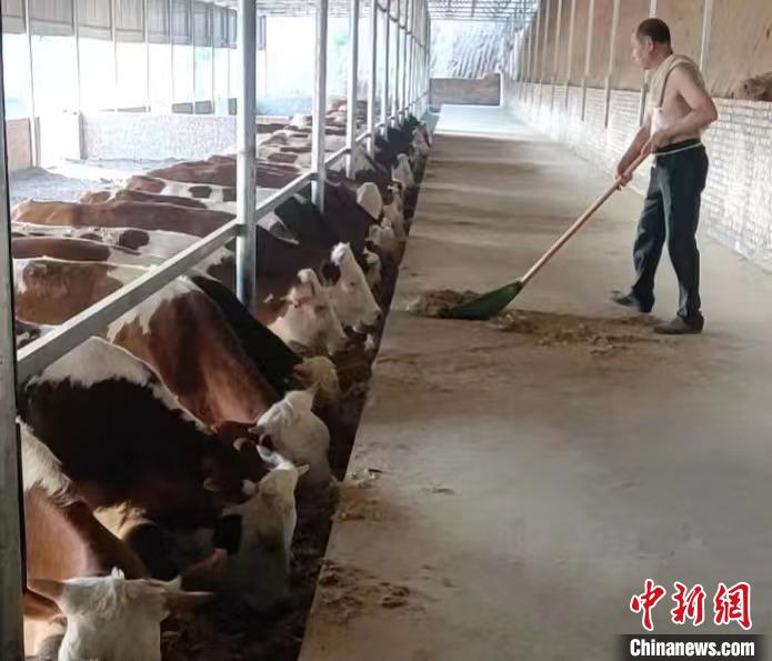 馬騰飛預(yù)計(jì)，2025年合作社擁有肉牛數(shù)量將達(dá)到1000余頭。　馬騰飛 攝