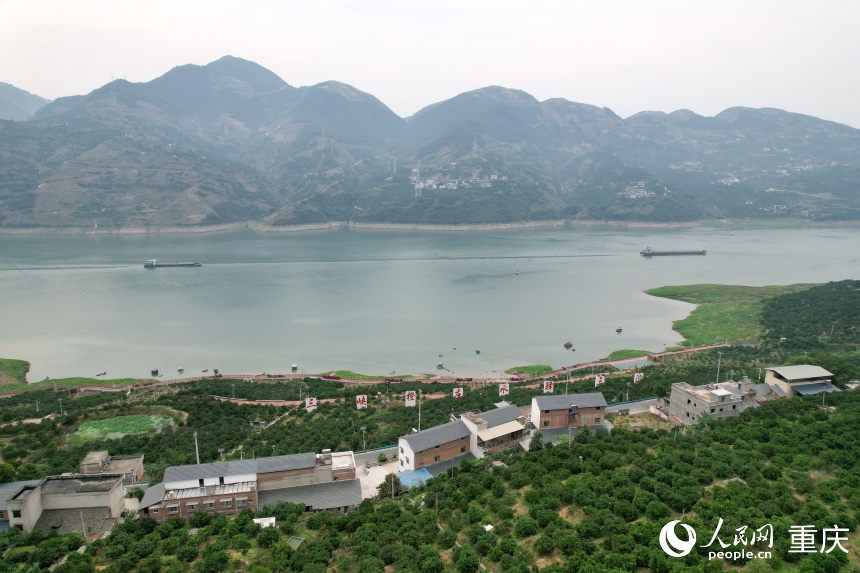 三沱村正以“三峽橙莊”建設為契機，描繪鄉(xiāng)村振興新圖景。人民網(wǎng)記者 劉政寧攝