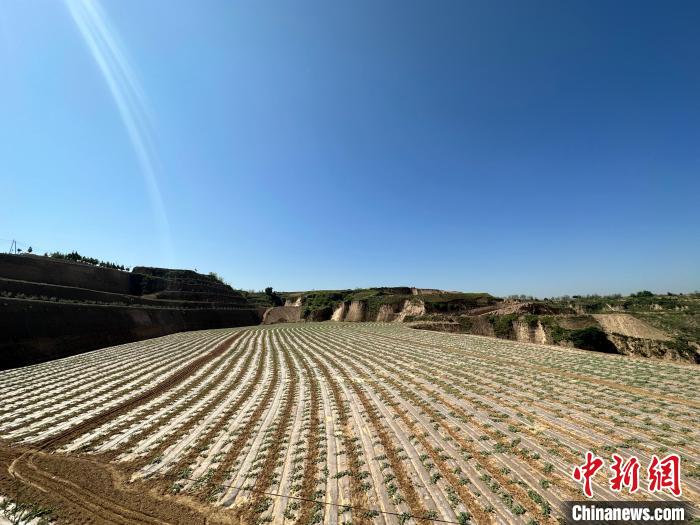 石西素有“西瓜之鄉(xiāng)”之美譽(yù)，這里土壤肥沃、晝夜溫差大，孕育出的西瓜脆爽、汁多、超甜?！⑿〖t 攝