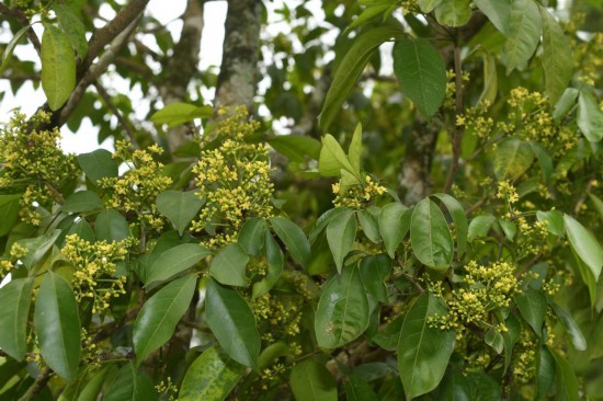 圖為廣西割舌樹。（廣西壯族自治區(qū)中醫(yī)藥研究院供圖）