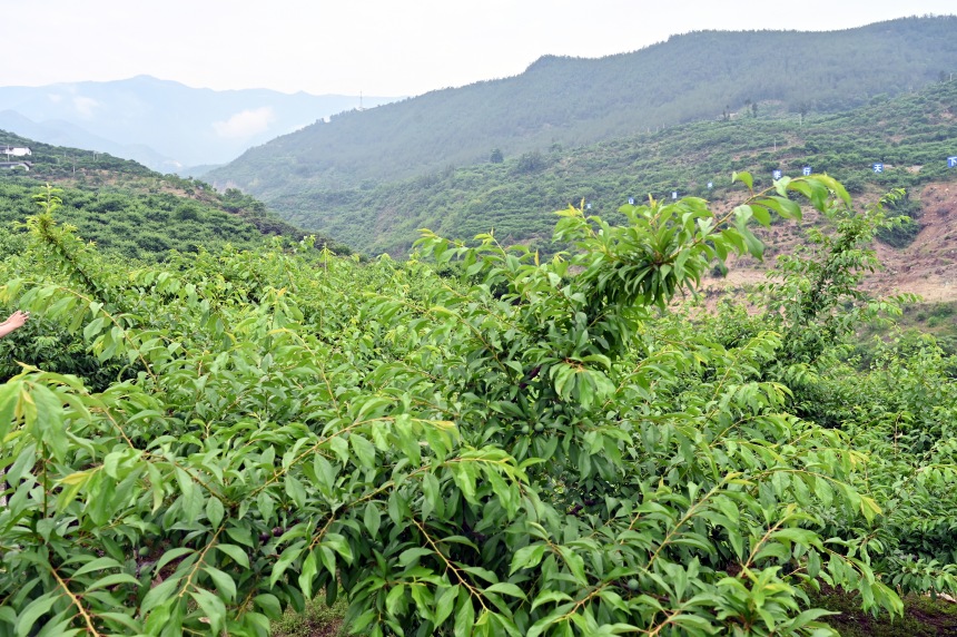 柑園村漫山遍野的脆李樹。鄒樂攝