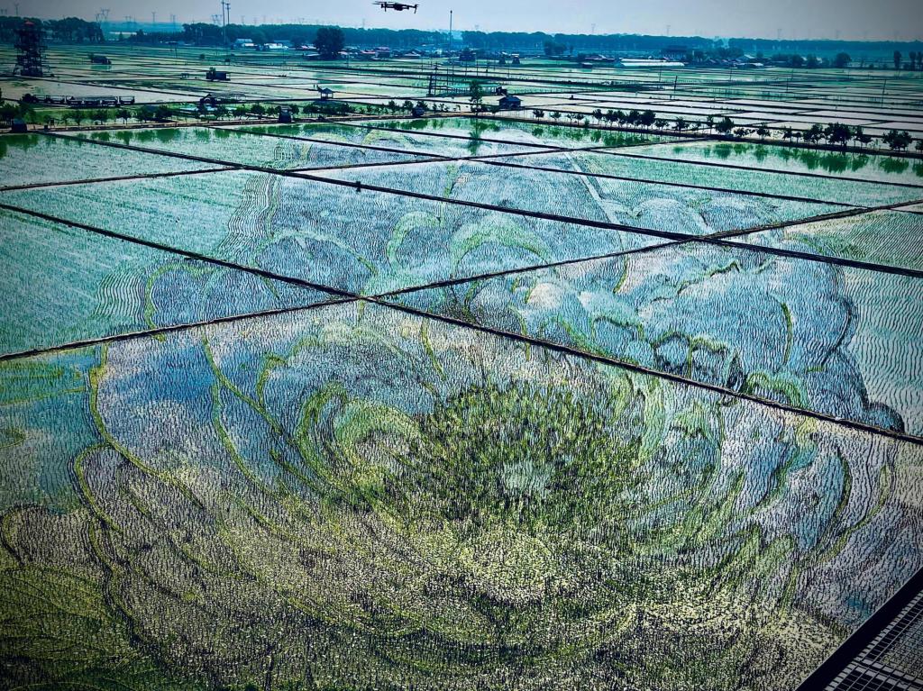 國色山河主題稻田畫。人民網(wǎng)記者 任妍攝