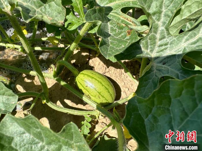 14日，記者在合作社的百畝西瓜地里，看著一個(gè)個(gè)如雞蛋般大小的西瓜，正“享受”著太陽的炙烤。　劉小紅 攝