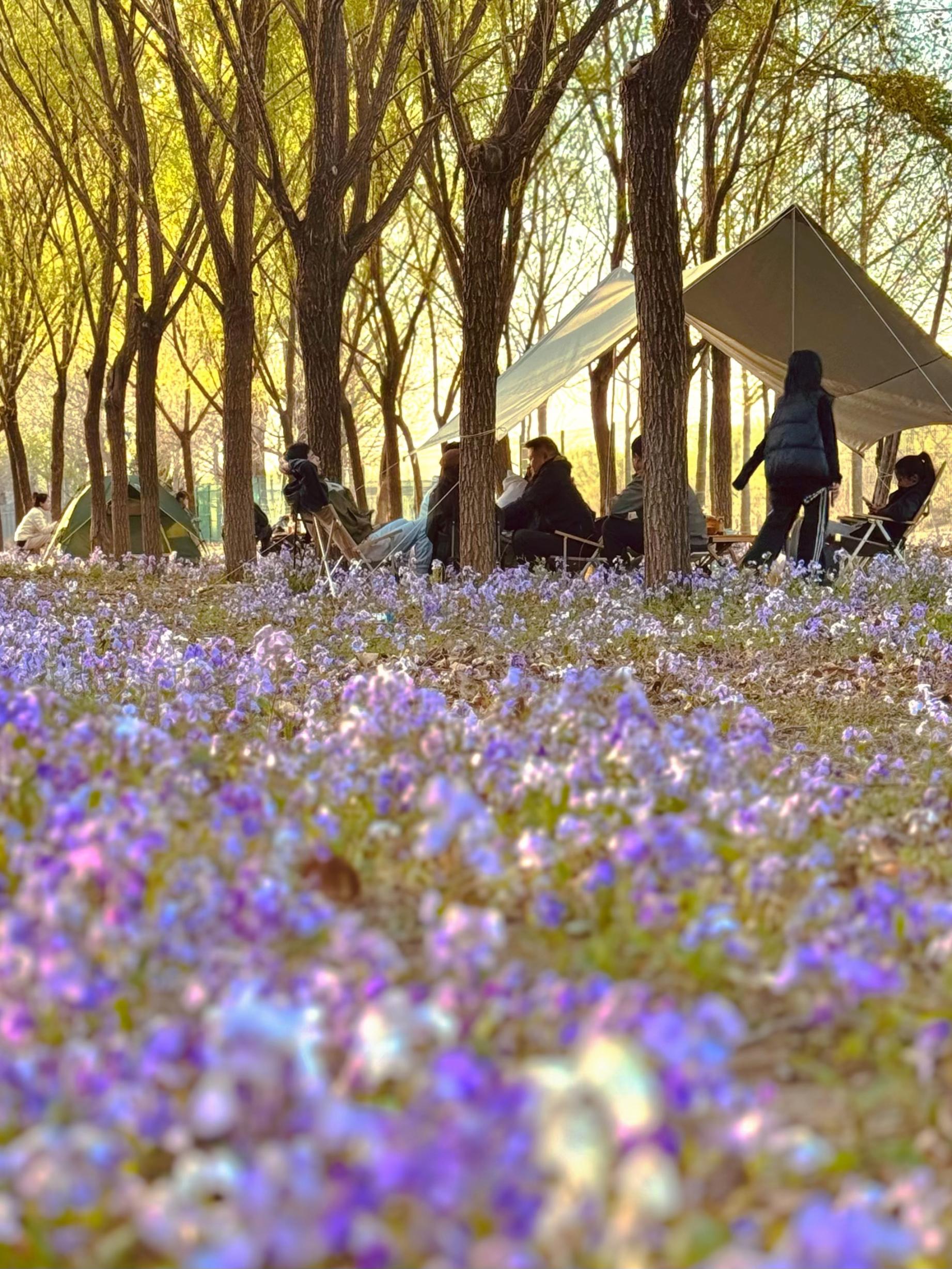 清明假期期間,范女士一家在北京溫榆河邊露營(yíng)。受訪者供圖