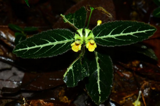 圖為美脈假糙蘇。（廣西壯族自治區(qū)中醫(yī)藥研究院供圖）