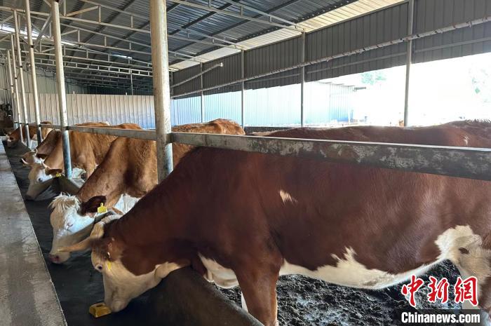 馬騰飛介紹，這種肉牛體格大、生長快、肌肉多、脂肪少，且牛肉口感良好，在市場上頗受歡迎?！⑿〖t 攝