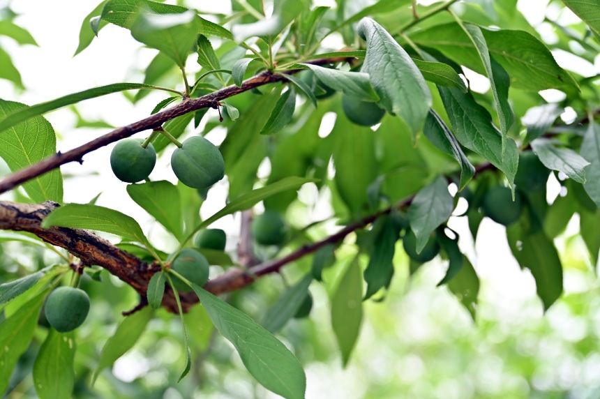 巫山縣曲尺鄉(xiāng)柑園村的脆李樹掛滿青果。鄒樂攝