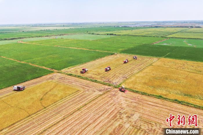圖為在南昌縣大田農(nóng)社，收割機正在收割早稻?！⒘?攝