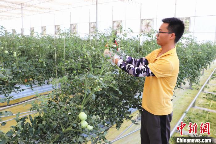 圖為在紅谷灘區(qū)元宇宙·VR數(shù)字農(nóng)業(yè)示范基地七彩番茄培育車間內(nèi)，農(nóng)業(yè)技術(shù)員正在對番茄植株進行修剪?！⌒苠\陽 攝