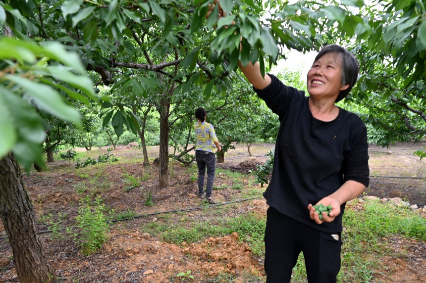 村民們搶抓農(nóng)時，忙著為脆李樹疏果。鄒樂攝