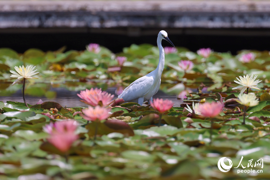 白鷺在睡蓮盛開的池塘中流連。人民網(wǎng)記者 陳博攝