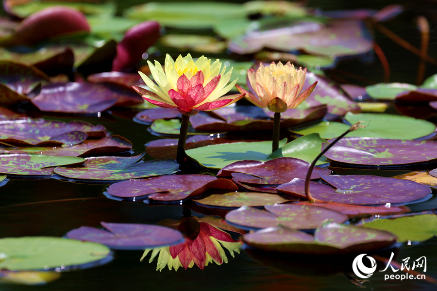 雙色睡蓮與翠綠的蓮葉、清澈的池水相映成畫。人民網(wǎng)記者 陳博攝