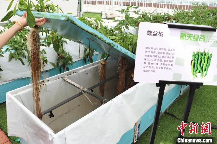 圖為在南昌市紅谷灘區(qū)元宇宙·VR數(shù)字農(nóng)業(yè)示范基地氣霧培養(yǎng)車間里，螺絲椒長勢良好。　熊錦陽 攝