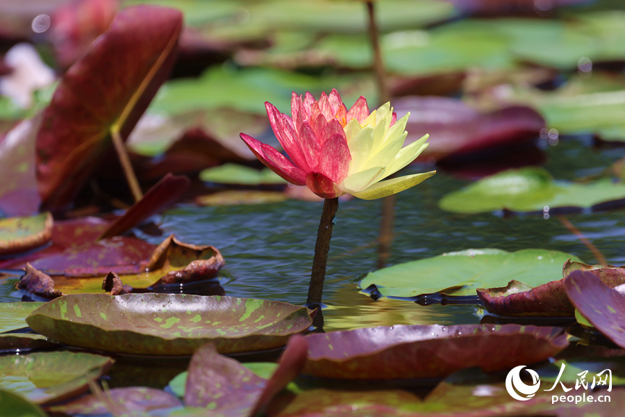 亭亭玉立于水中央的雙色睡蓮。人民網(wǎng)記者 陳博攝
