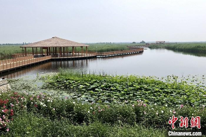 從完成頂層設(shè)計(jì)到如火如荼大規(guī)模建設(shè)，六年來(lái)，雄安新區(qū)如春天的竹子一般拔節(jié)生長(zhǎng)，這座承載千年大計(jì)的“未來(lái)之城”已雄姿初顯。從“一張白紙”開(kāi)始著墨，如今的雄安新區(qū)已是濃墨重彩的“山水畫(huà)”。<a target='_blank' href='/'>中新社</a>記者近日走訪了雄安新區(qū)多地，從“藍(lán)綠金”三色感受這座“未來(lái)之城”的巨大變化。圖為7月20日，河北白洋淀上荷花滿淀、蘆花搖曳。 <a target='_blank' href='/'>中新社</a>記者 易海菲 攝