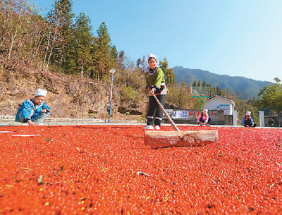 貴州省黔東南苗族侗族自治州榕江縣依托豐富的森林資源，大力發(fā)展林下草珊瑚中藥材種植等林下經(jīng)濟，實現(xiàn)農(nóng)民增收、林業(yè)增效。圖為榕江縣興華水族鄉(xiāng)星月村草珊瑚種植基地內(nèi)，村民在采收、晾曬草珊瑚果。 周光勝攝（人民視覺）
